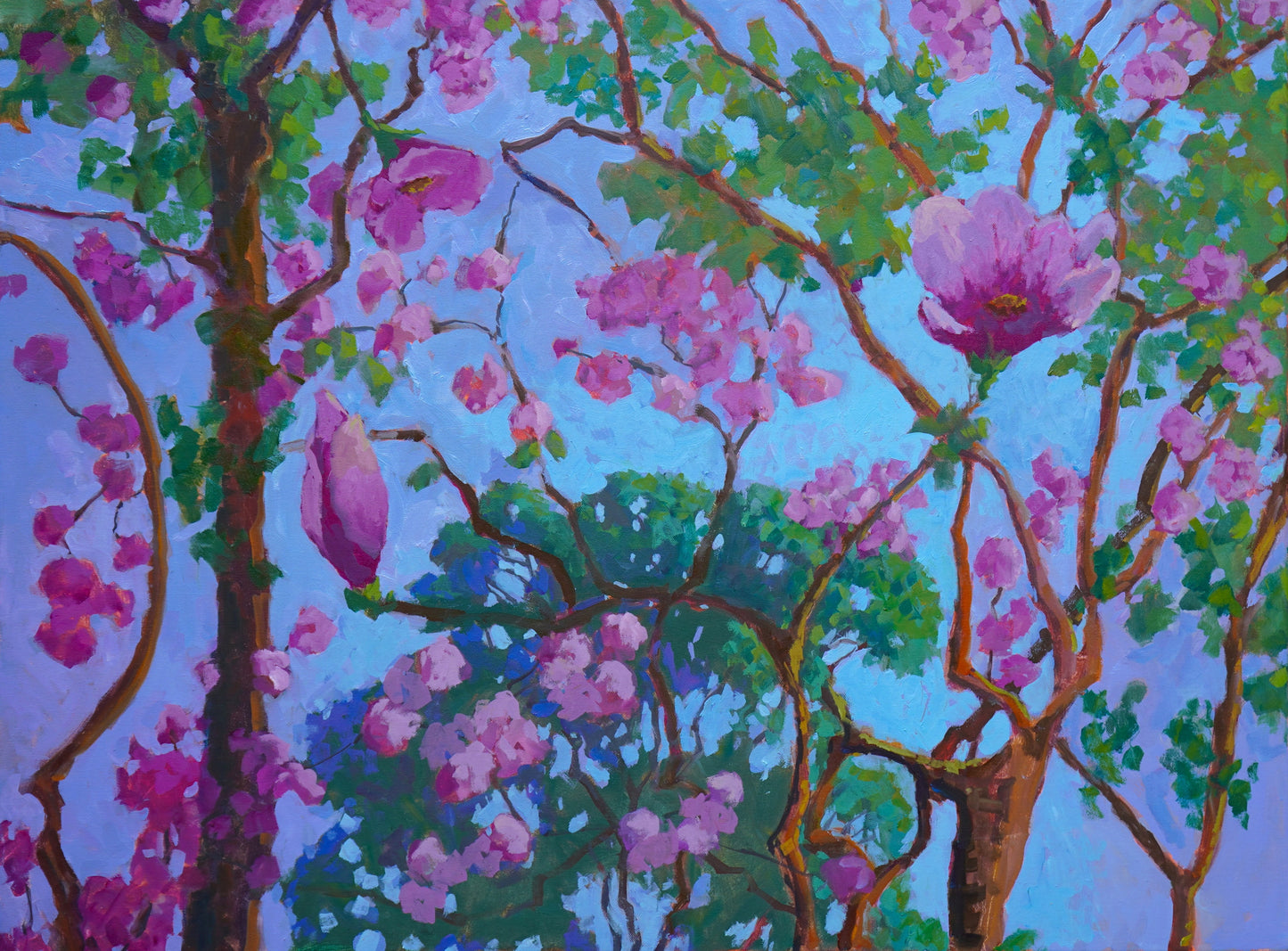 Pink Tulip Magnolia Tree By Rachel Uchizono