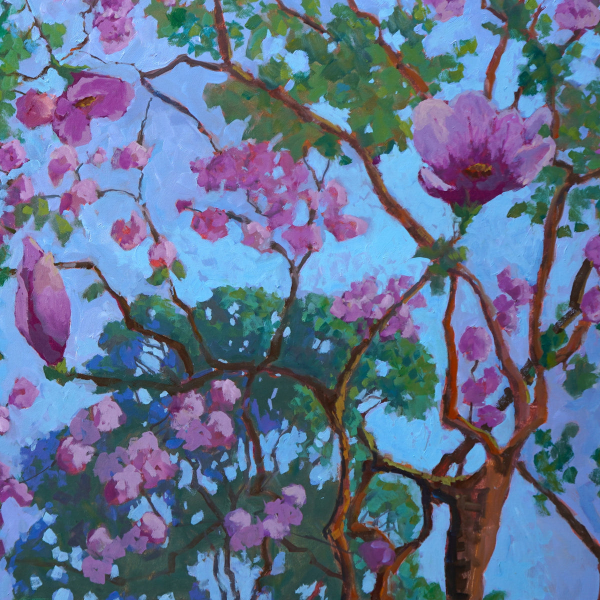 Pink Tulip Magnolia Tree By Rachel Uchizono