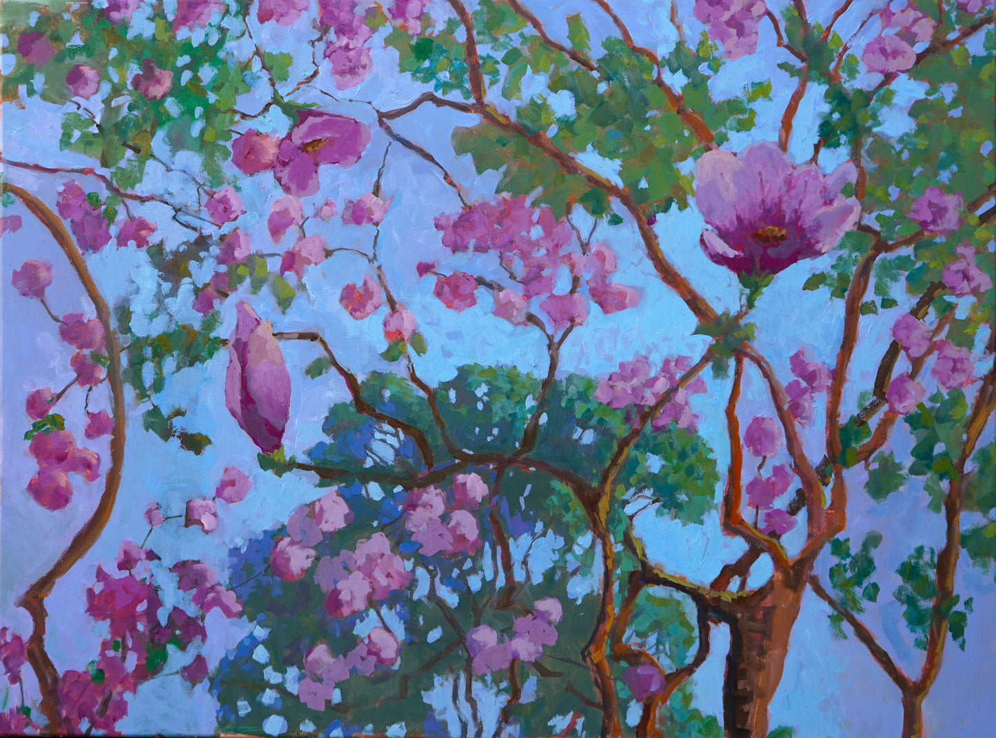 Pink Tulip Magnolia Tree By Rachel Uchizono
