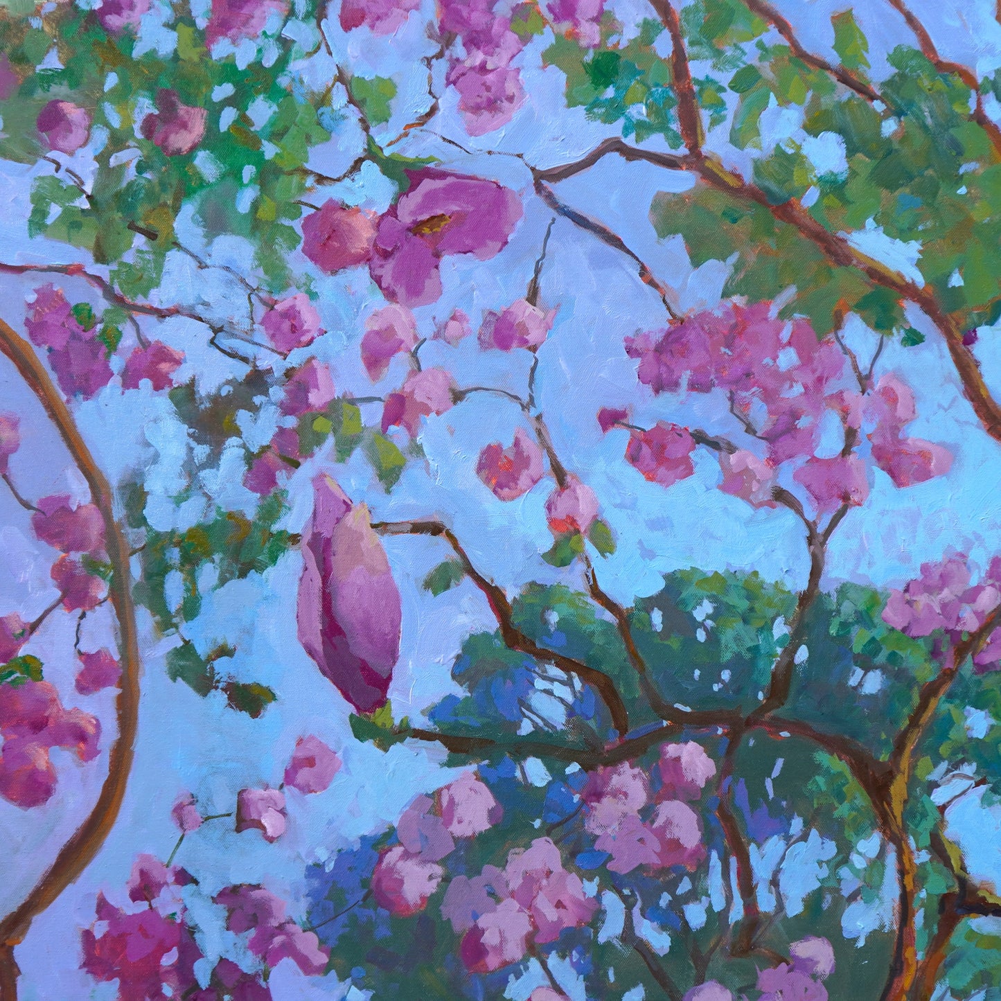 Pink Tulip Magnolia Tree By Rachel Uchizono