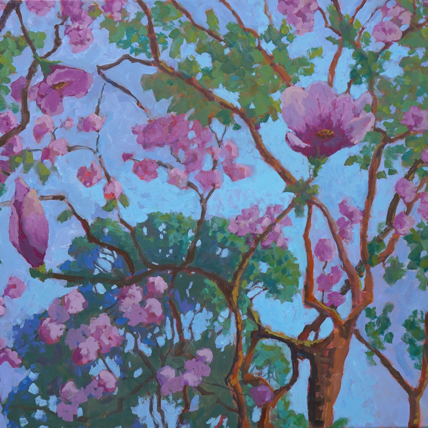 Pink Tulip Magnolia Tree By Rachel Uchizono