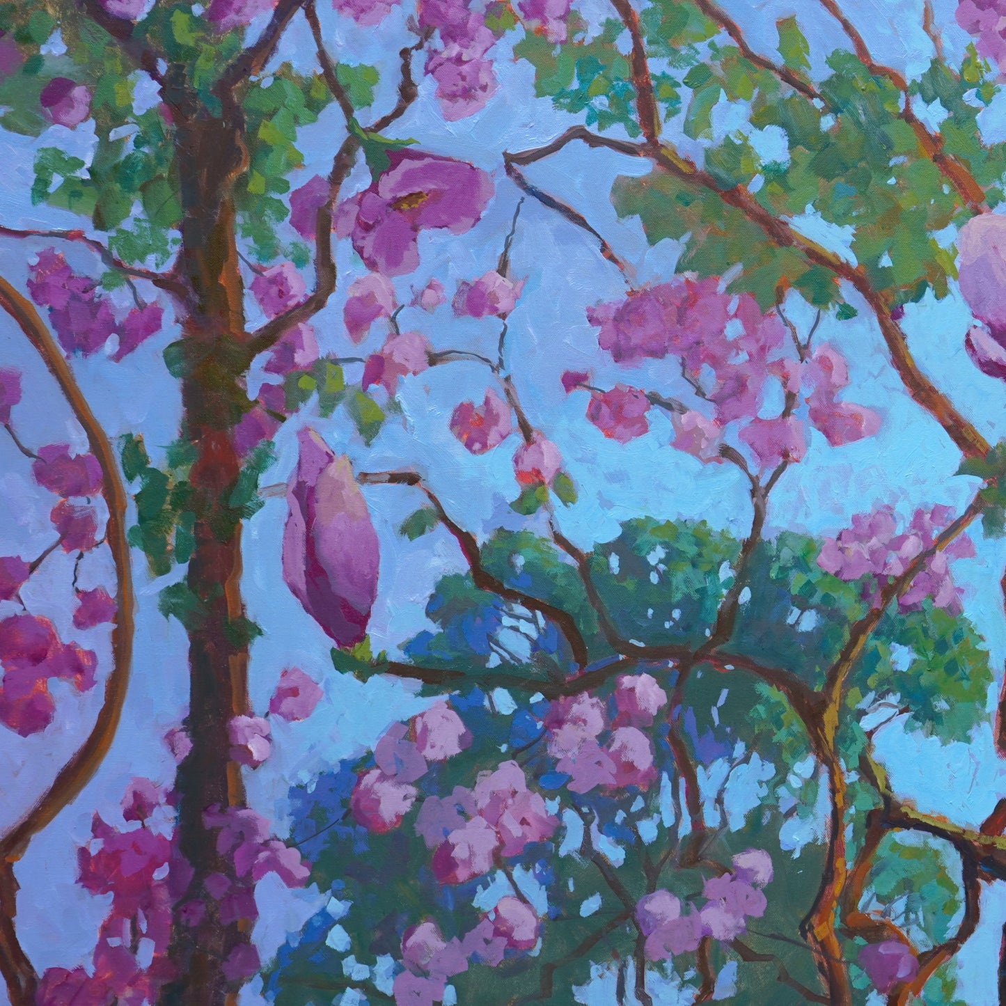 Pink Tulip Magnolia Tree By Rachel Uchizono