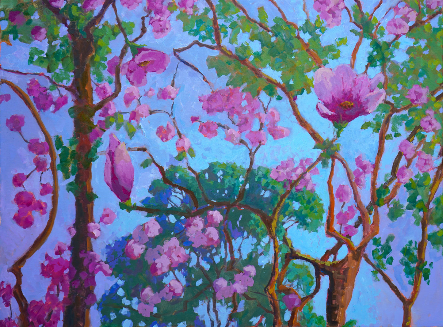 Pink Tulip Magnolia Tree By Rachel Uchizono